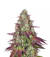 Mimosa EVO (Barney's Farm) Cannabis-Samen zu verkaufen Mimosa EVO (Barney's Farm)