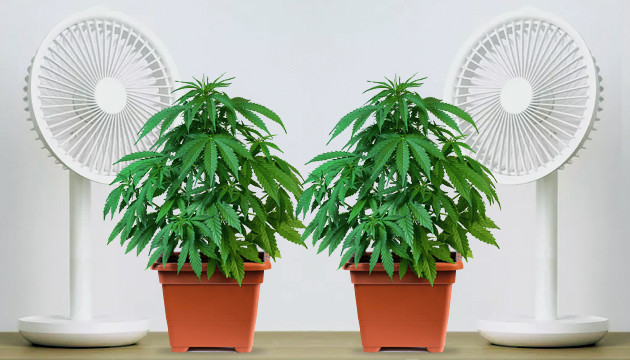 Cannabispflanze per