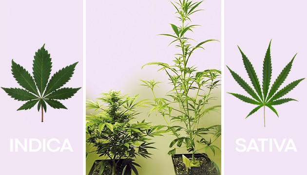 Anatomie der Cannabispflanze