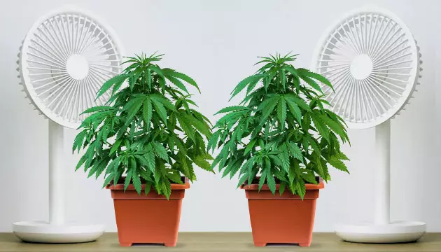 Cannabispflanze per