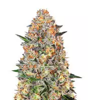 Bubba Kush Cannabis-Samen Kaufen Bubba Kush (Barney's Farm)