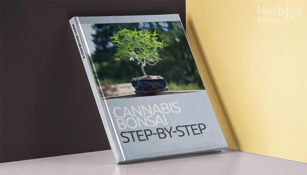 einen Cannabis-Bonsai-Baum anbauen