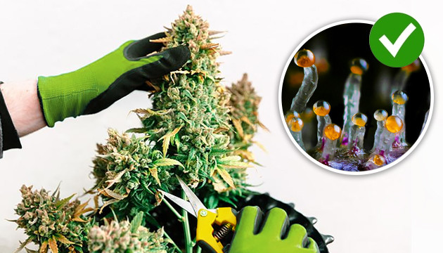 Stadien des Cannabiswachstums