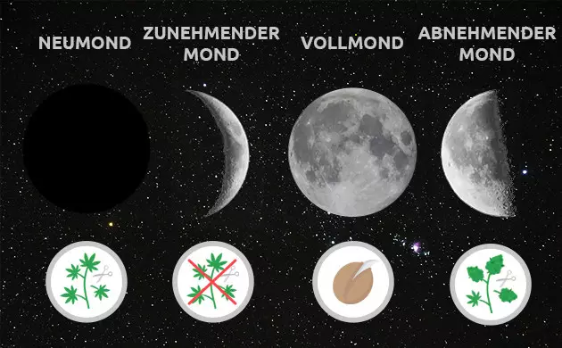 Cannabisanbau nach den Mondphasen