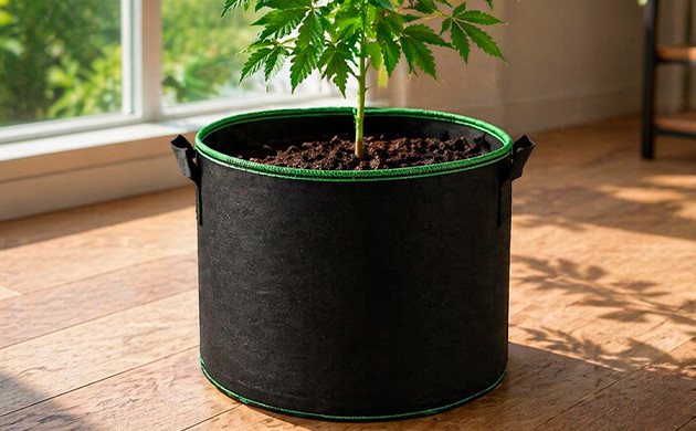 Marihuana in Töpfen anbauen