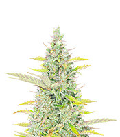 Trainwreck Fast Version feminisierte Samen zu verkaufen Trainwreck Fast Version (Seedkeepers)