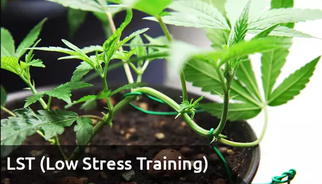 lst Cannabis