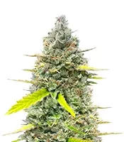 Fugue State Auto (Mephisto Genetics) Cannabis-Samen zu verkaufen Fugue State Auto (Mephisto Genetics)