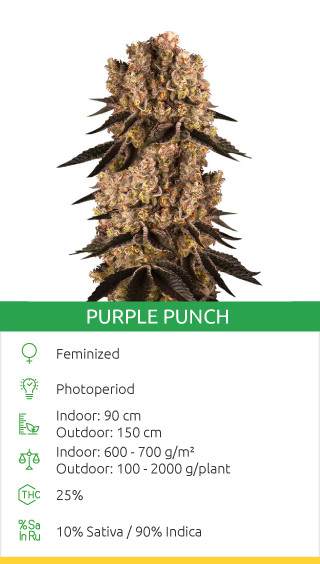 Purple Punch Top Cannabis Sorte