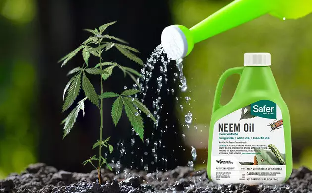 Apply or implement anti gnat solutions fungus gnats marijuana