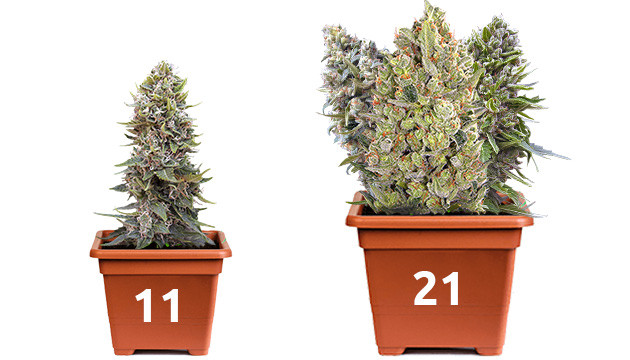 Topfgröße für Cannabis