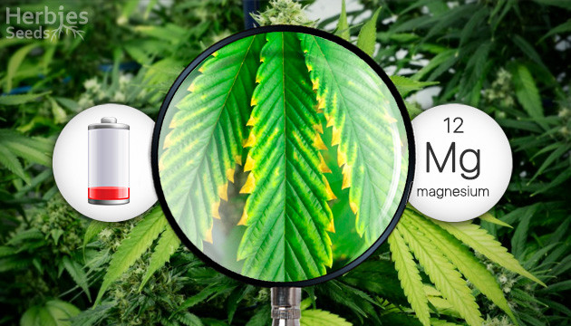 Magnesiummangel in Cannabispflanzen