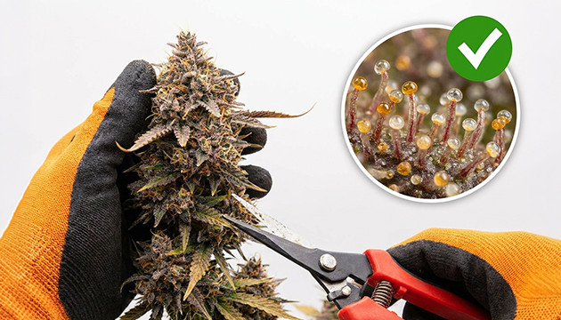 Cannabis-Erntezeit Stadien des Cannabiswachstums