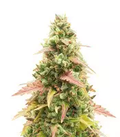 GG#4 Original Glue Auto Cannabis-Samen Kaufen GG#4 Original Glue Auto (Glue Auto) (Fast Buds)