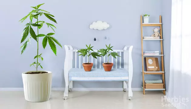 cannabis-mutterpflanzen