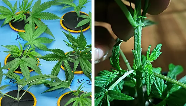 Das Pfropfen von Cannabis ist eine Alternative zum Klonen Veredeln von Marihuana-Pflanzen