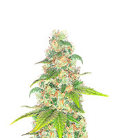 Lord Kush Early Version feminisierte Samen zu verkaufen Lord Kush Early Version (Delicious Seeds)