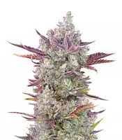 Gorilla Cookies Auto (Fast Buds) Cannabis-Samen zu verkaufen Gorilla Cookies Auto (Fast Buds)