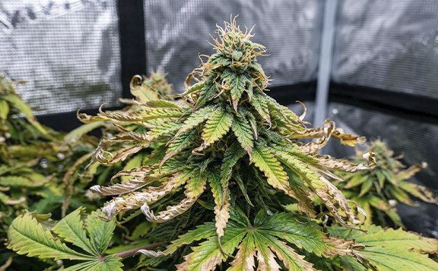 marijuana plant budding