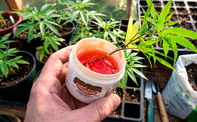 best light for clones