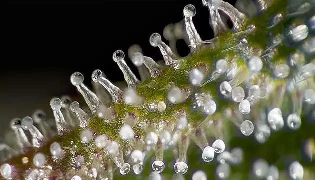 Cannabis-Trichome