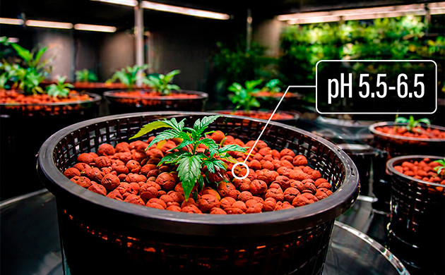 how to lower ph in water for cannabis