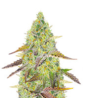 Kaufe Grand Daddy Purple Fast Version Samen feminisiert von EGS Grand Daddy Purple Fast Version (EGS)