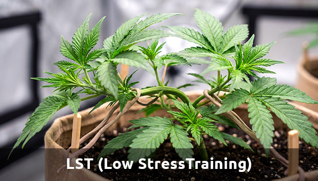 Stressarmes Training für Cannabis lst Cannabis