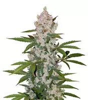 Girl Scout Cookies Auto Cannabis-Samen Kaufen Girl Scout Cookies Auto (Cookies Auto) (Fast Buds)