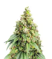 Sweet Zombie (Expert Seeds) Cannabis-Samen zu verkaufen Sweet Zombie (Expert Seeds)