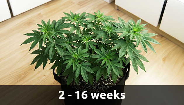 Vegetatives Stadium der Unkrautpflanze Wachstumsstadien von Cannabis