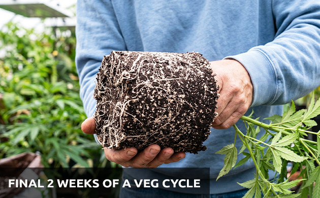 transplanting young marijuana plants