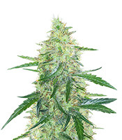 Apple Strudel Auto (Fast Buds) Cannabis-Samen zu verkaufen Apple Strudel Auto (Fast Buds)