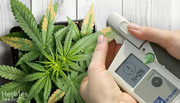 Wenn Cannabis gelbe Blätter hat: Stickstoffmangel Wenn Cannabis gelbe Blätter hat