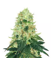 Fruit Punch (Heavyweight Seeds) Cannabis-Samen zu verkaufen Fruit Punch (Heavyweight Seeds)