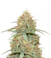 Original Auto Cheese Cannabis-Samen Kaufen Original Auto Cheese (Fast Buds)