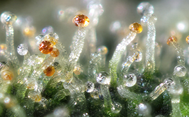 what is kief