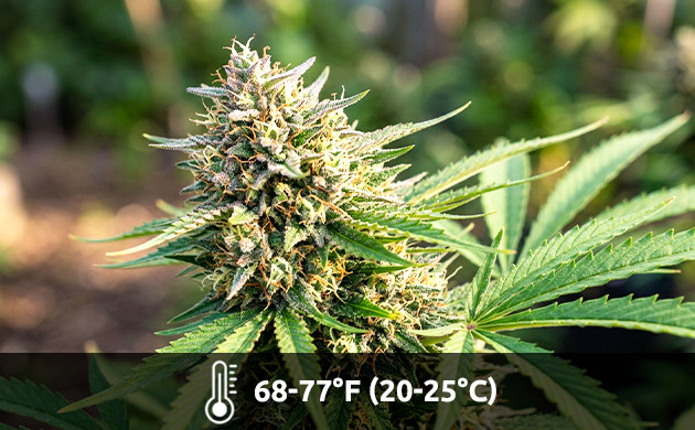Flowering stage grow room temperatures