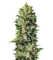 Golden Tiger Cannabis-Samen Kaufen Golden Tiger (Ace Seeds)