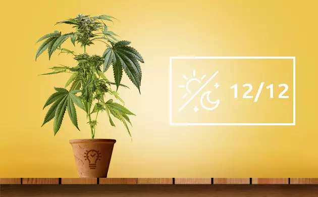 Fotoperiode gegen Autoflowering