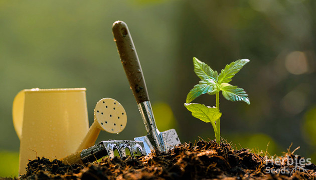 cannabis outdoor-anbau