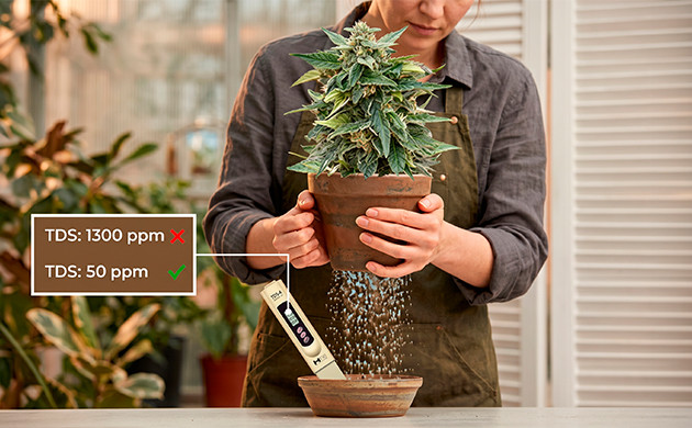 Trichome bereit zu spülen