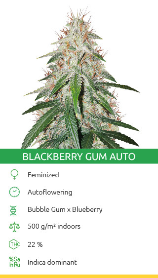 Blackberry Gum Autoflower Cannabis-Sorte