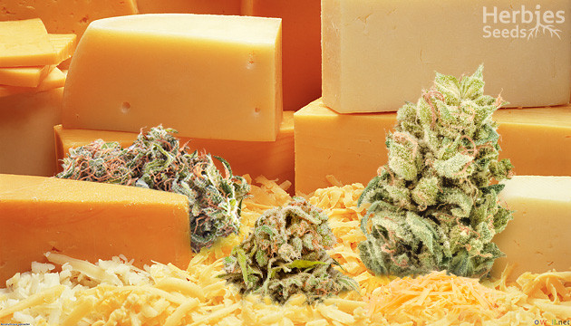cheese cannabis