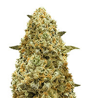 Monster Pebbles (Monster Genetics) Cannabis-Samen zu verkaufen Monster Pebbles (Monster Genetics)