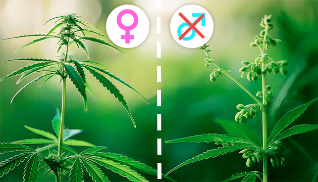how to find weed in the woods