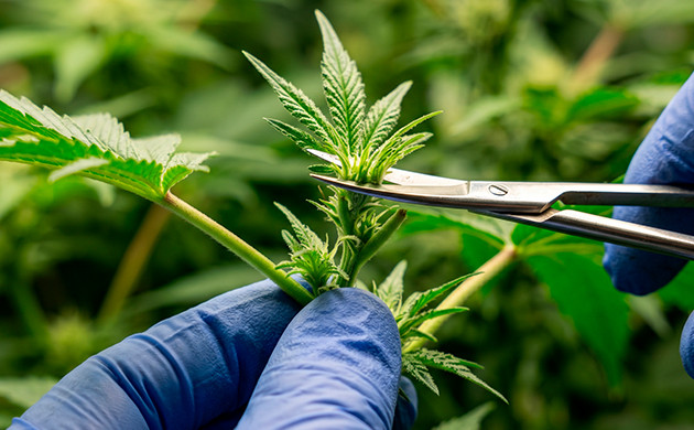 fim Cannabis