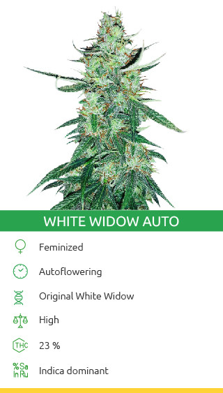 White Widow Autoflower Cannabis-Sorte