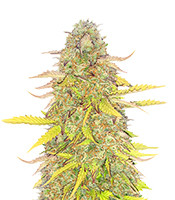 Kaufe Acid Rain Autoflower Samen feminisiert von EGS Acid Rain Autoflower (EGS)