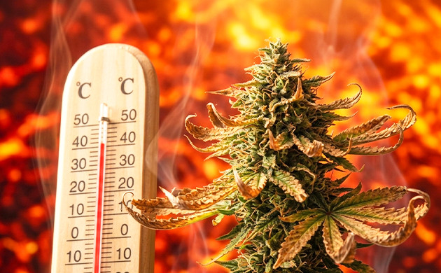 What if it’s too hot cannabis temperature